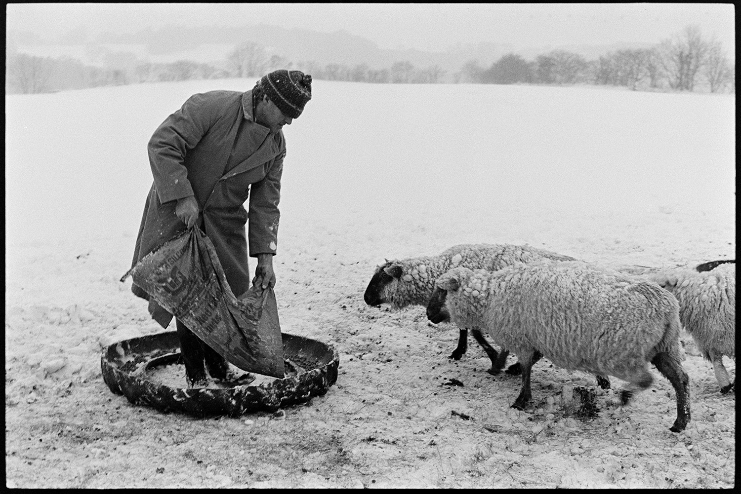 Snow, feeding hay to sheep after blizzard. 
[Alf Pugsley filling a tyre, which has been cut in half to use as a trough, with feed for sheep in a snow covered field at Lower Langham, Dolton. The sheep are making their way to the tyre.]