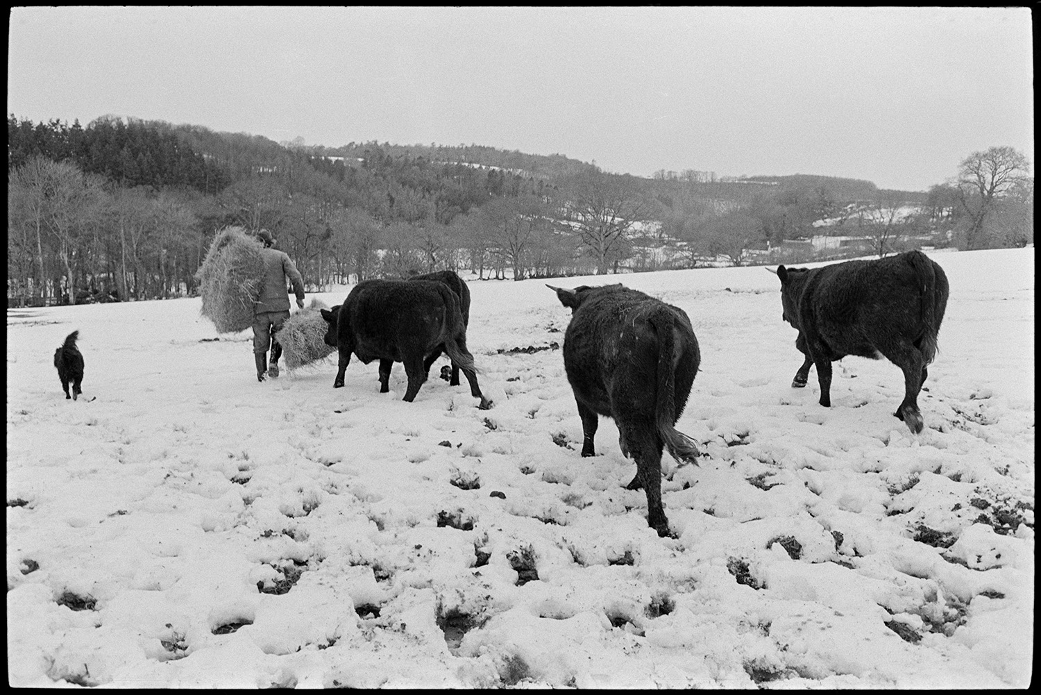 Snow, farmer taking hay to bullocks, Devon reds with horns, dog. 
[Alf Pugsley taking hay to Red Devon bullocks in a snow covered field at Langham, Dolton. He is accompanied by a dog. A landscape of snow covered fields and woodland can be seen in the background.]