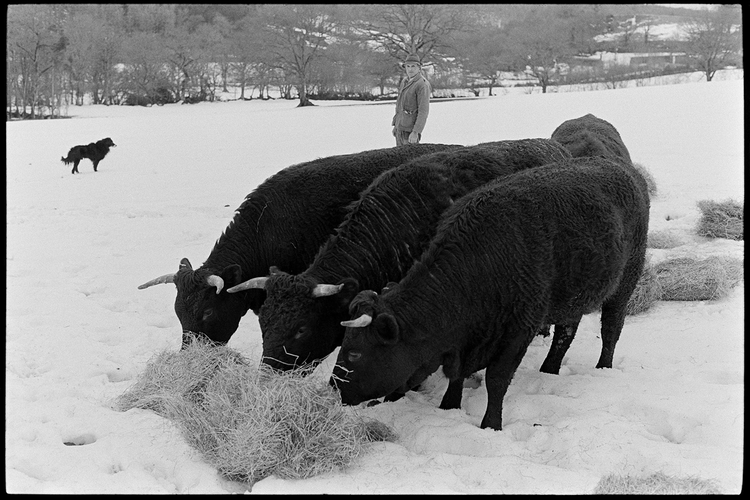 Snow, farmer taking hay to bullocks, Devon reds with horns, dog. 
[Alf Pugsley watching four horned Red Devon bullocks eating hay which he has brought them, in a snow covered field at Langham, Dolton. He is accompanied by a dog. A landscape of snow covered fields and woodland can be seen in the background.]