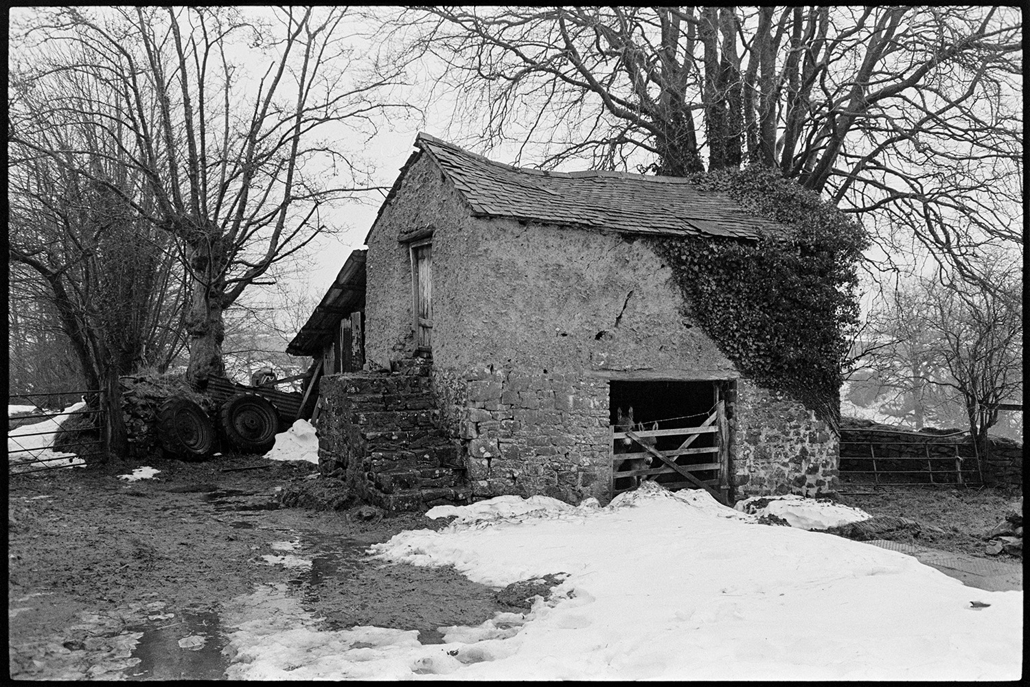 Snow. Slated granary barn.
[Snow on the ground outside a slated barn with steps and donkeys in the doorway at Colehouse, Riddlecombe.]
