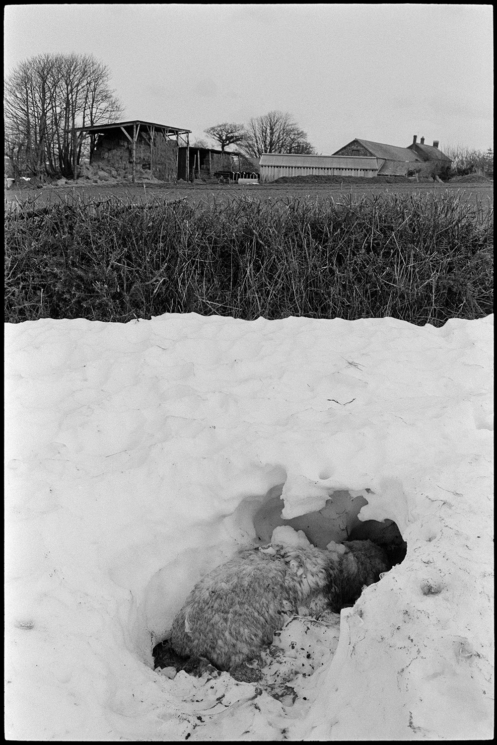 Snow. Sheep which had died in blizzard.
[The body of a dead sheep in a hole in a snow drift under a hedge at Roborough. Farm buildings can be seen in the background.]
