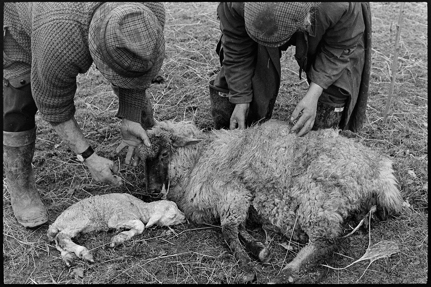 Two farmers delivering lamb, dog. 
[Archie Parkhouse and Ivor Brock helping a ewe take to her new born lamb in a field at Addisford, Dolton.]