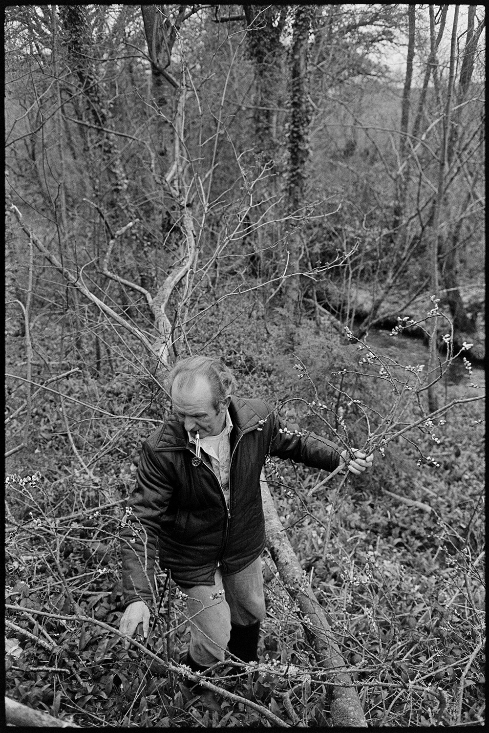 Couple collecting branches and Pussy Willow for Easter decorations in church. 
[Tom Nancekivell collecting branches of pussy willow from a hedge at Combehouse, Dolton, for Easter decoration in the Church. He is smoking a pipe.]