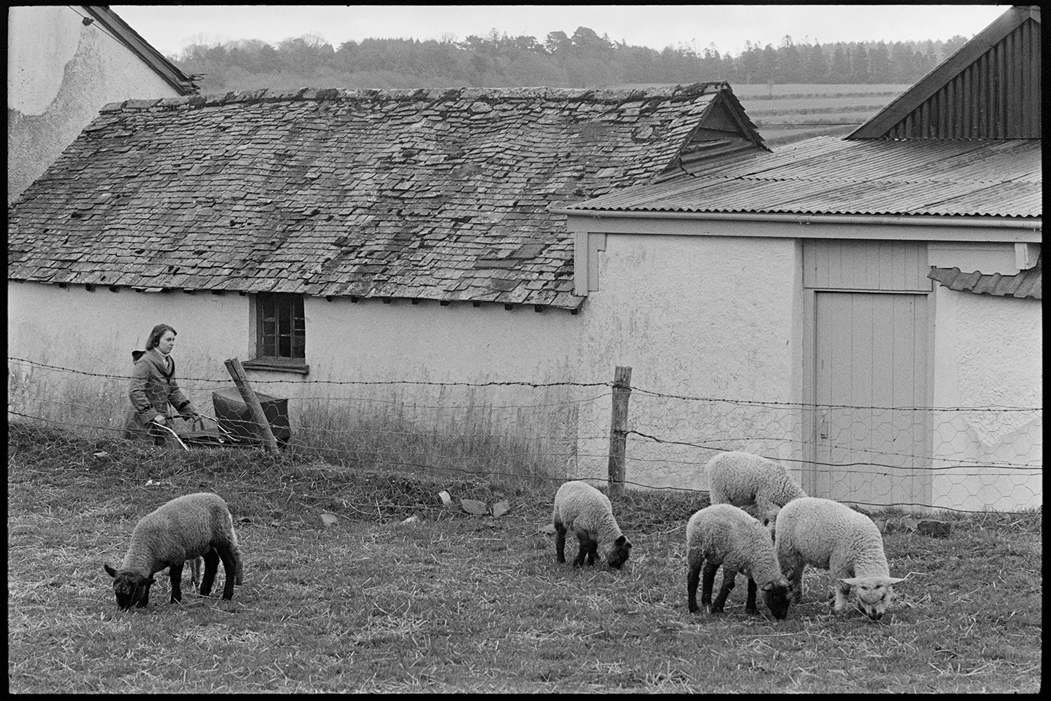 Street scenes with people chatting, walking dogs, cycling, lambs beside road.
[A woman pushing a pram past farm buildings and a field with lambs at Aller Road, Dolton.]