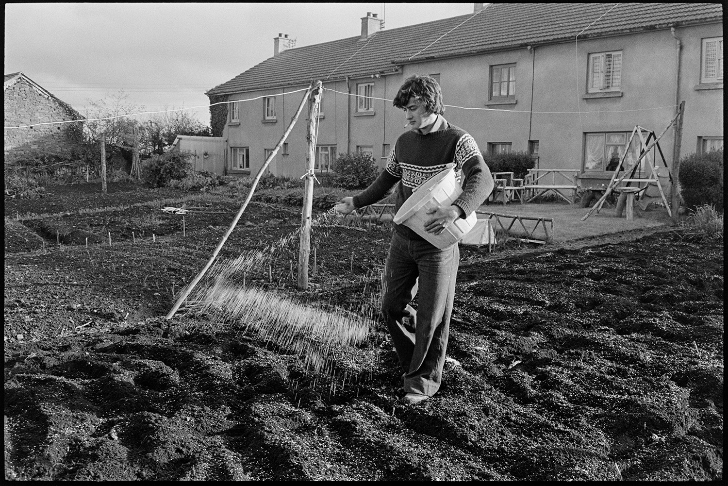 Man sowing seeds or fertilizer in garden. 
[A man sowing or broadcasting seeds or fertilizer, from a bucket by hand, in a garden at Tricks Terrace, Beaford. Terraced houses are visible in the background.]