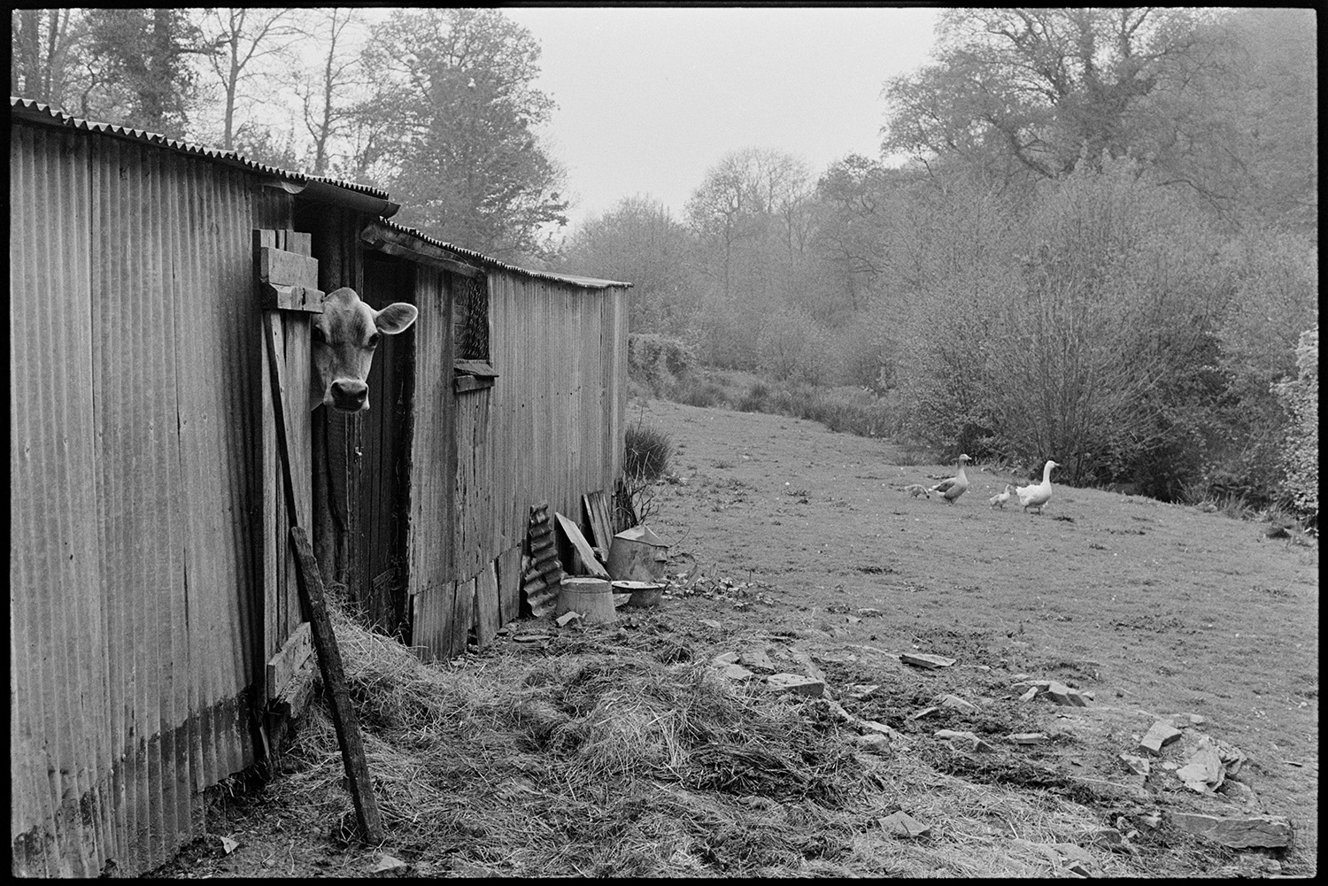 Cow in shed, goat, geese, stream, old mangle. 
[A cow looking out of a corrugated iron shed in a field at Millhams, Dolton. Geese are walking through the field in the background.]