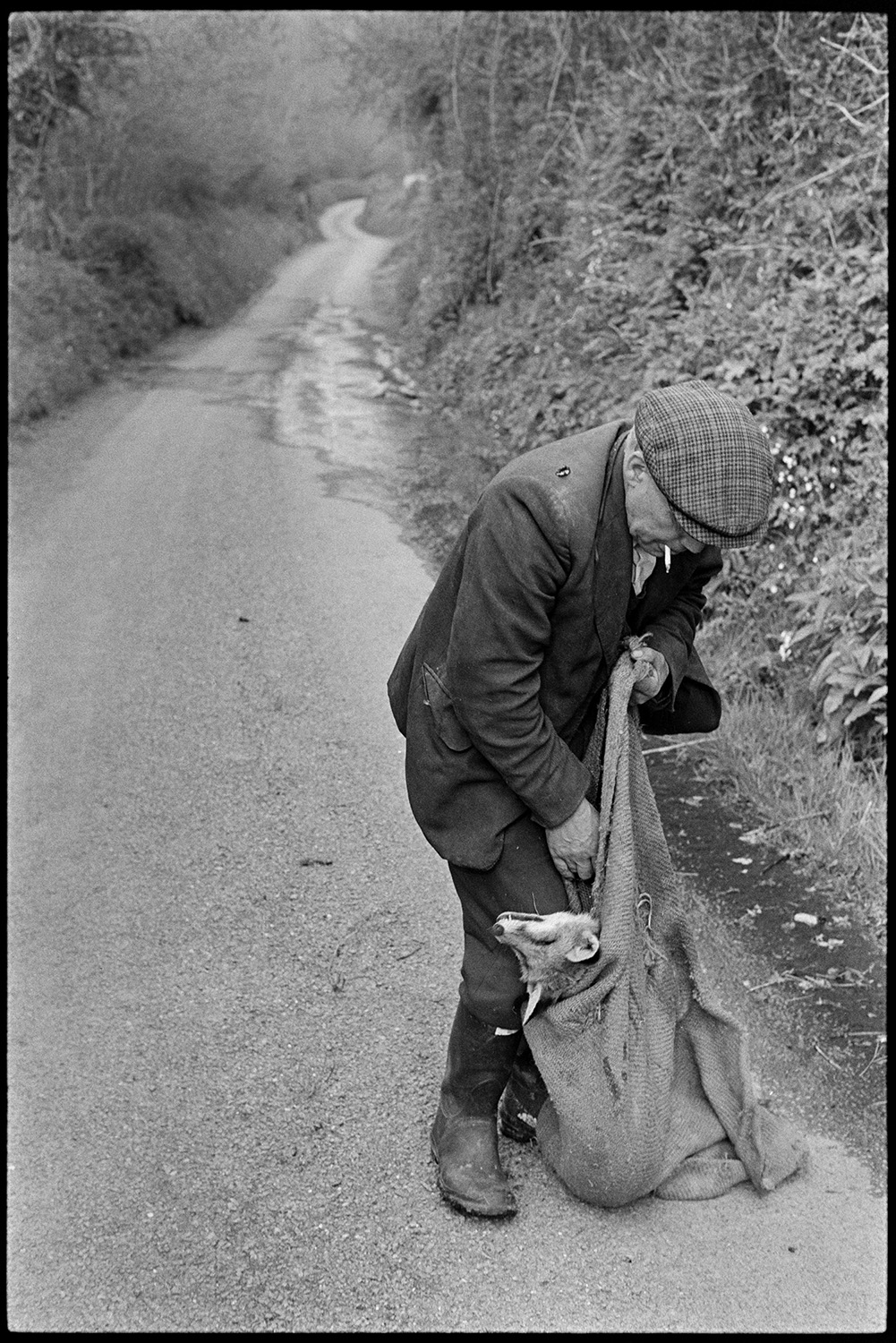 Fox caught in snare hanging in hedge, farmer taking it away in sack. 
[Ivor Brock putting a dead fox, which had been caught in a snare in a hedge, into a hessian sack, in a lane at Millhams, Dolton. He is smoking a cigarette.]