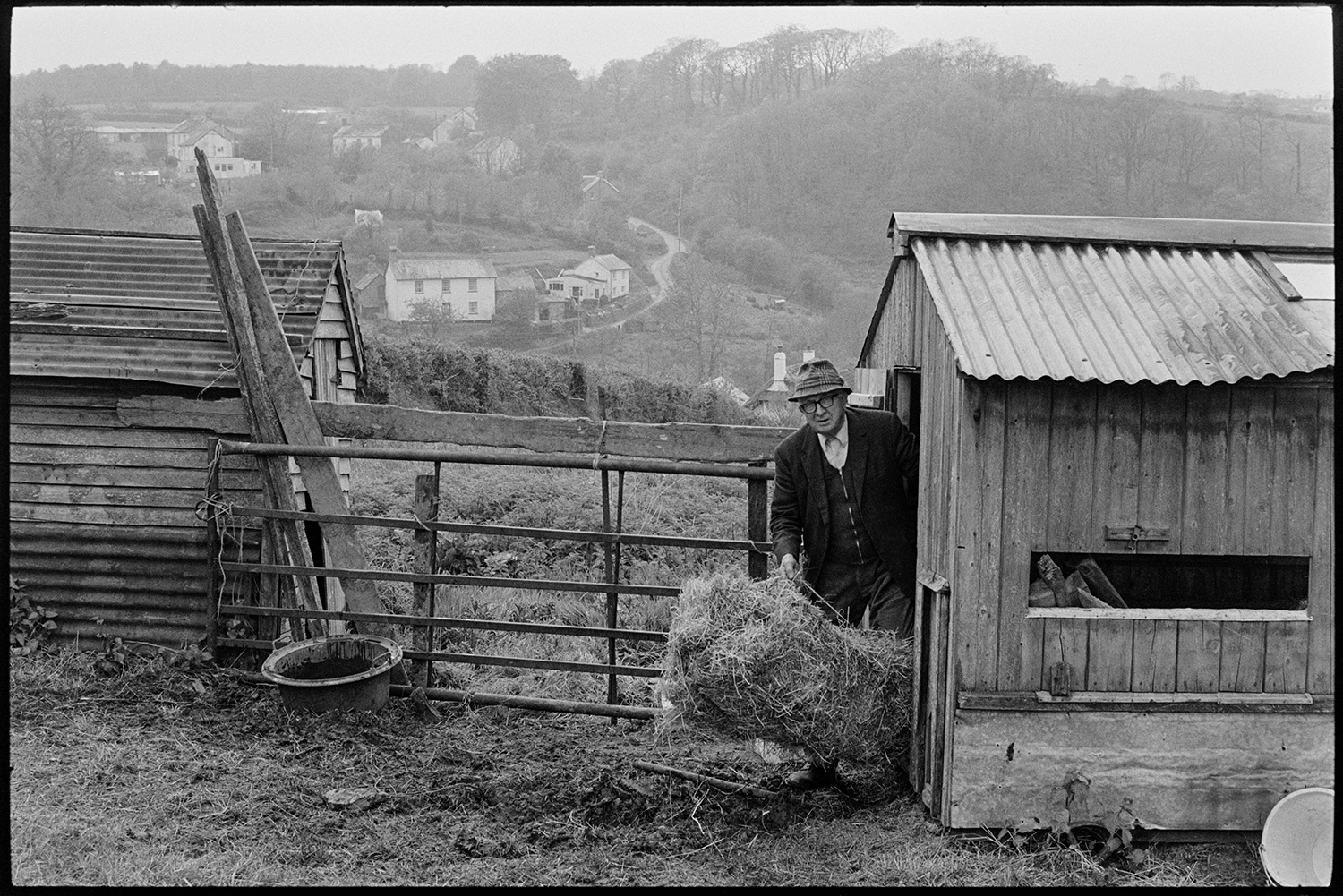 Farmer feeding cow, poultry shed. 
[Mr Parkhouse taking a bale of hay out of a wooden poultry shed with a corrugated iron roof to feed to a cow, at Hollocombe. Houses and woodland are visible in the background.]