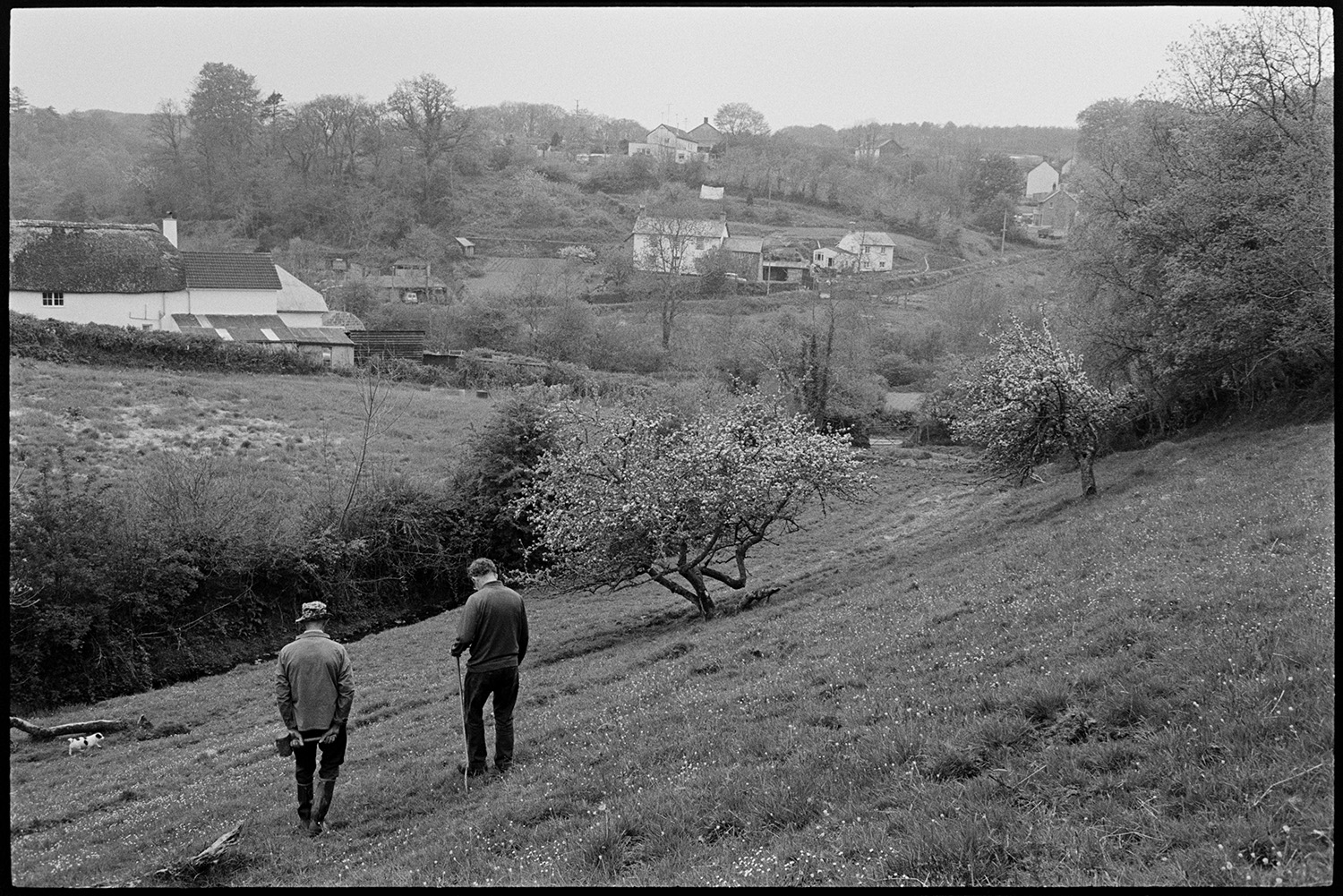 Farmers walking across orchard with Dexter cows. 
[Two men walking through an orchard with a dog, at Hollocombe. One of them is holding a hammer or mallet. Farm buildings and houses can be seen in the background.]