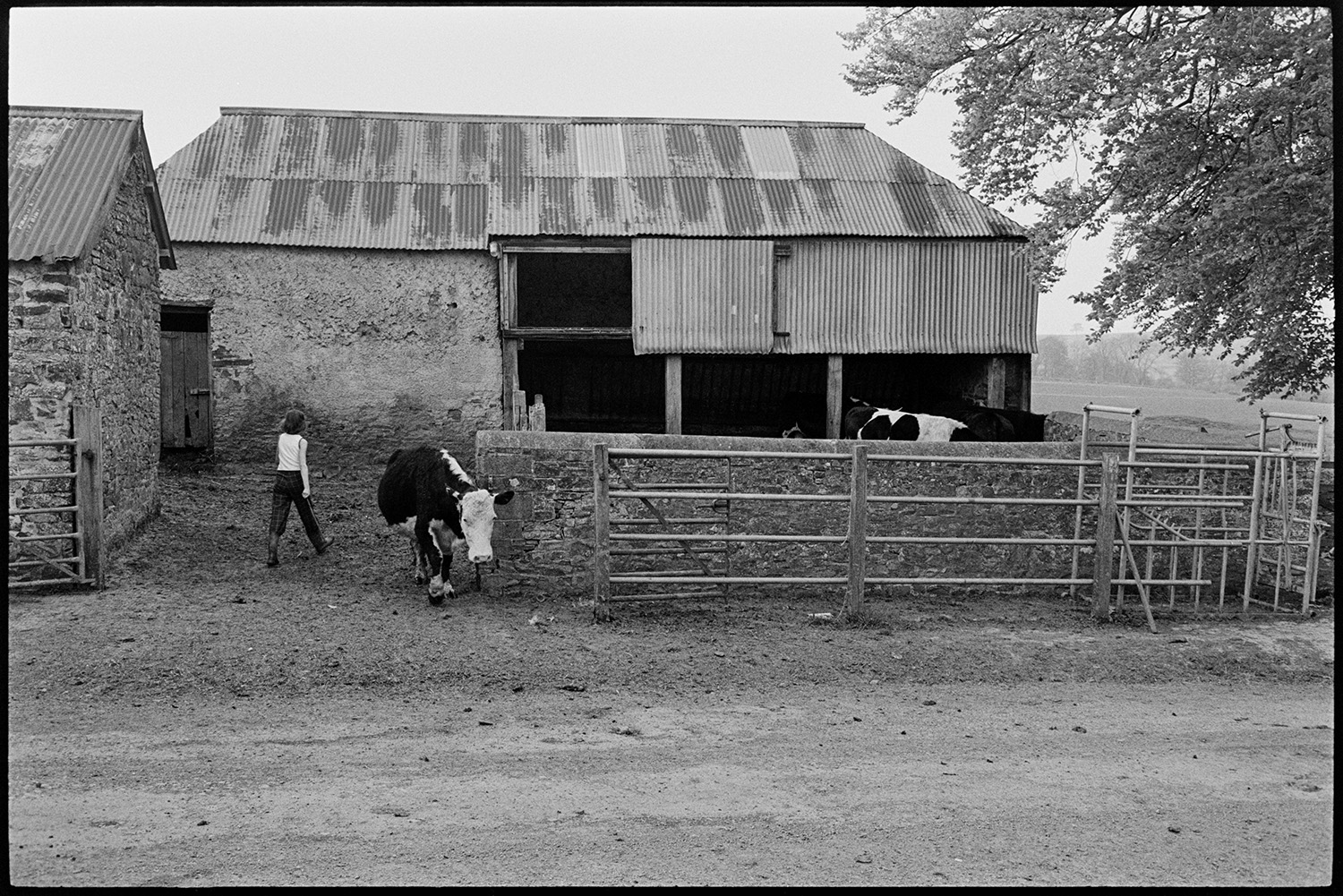 Farmer and daughter taking cows out to pasture past barns, dog playing. 
[A girl walking into a farmyard with cows at Gosses, Hollocombe. A cob barn with a corrugated iron roof is in the background and a cattle crush can be seen in the foreground.]
