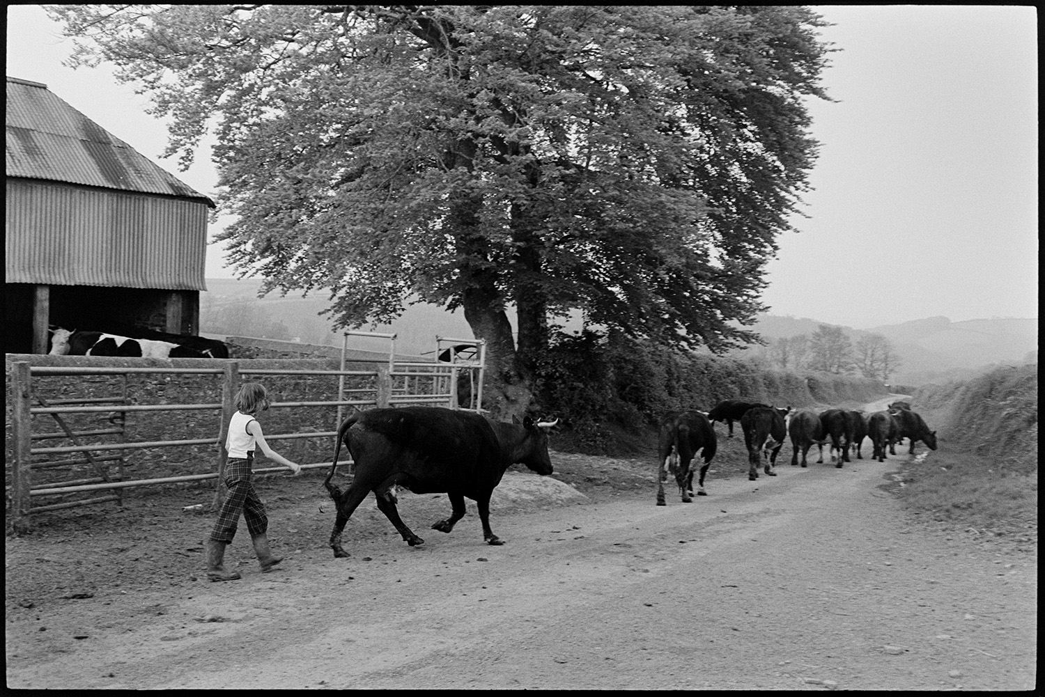 Farmer and daughter taking cows out to pasture past barns, dog playing. 
[A girl herding cattle along a lane towards new pasture, at Gosses, Hollocombe.]
