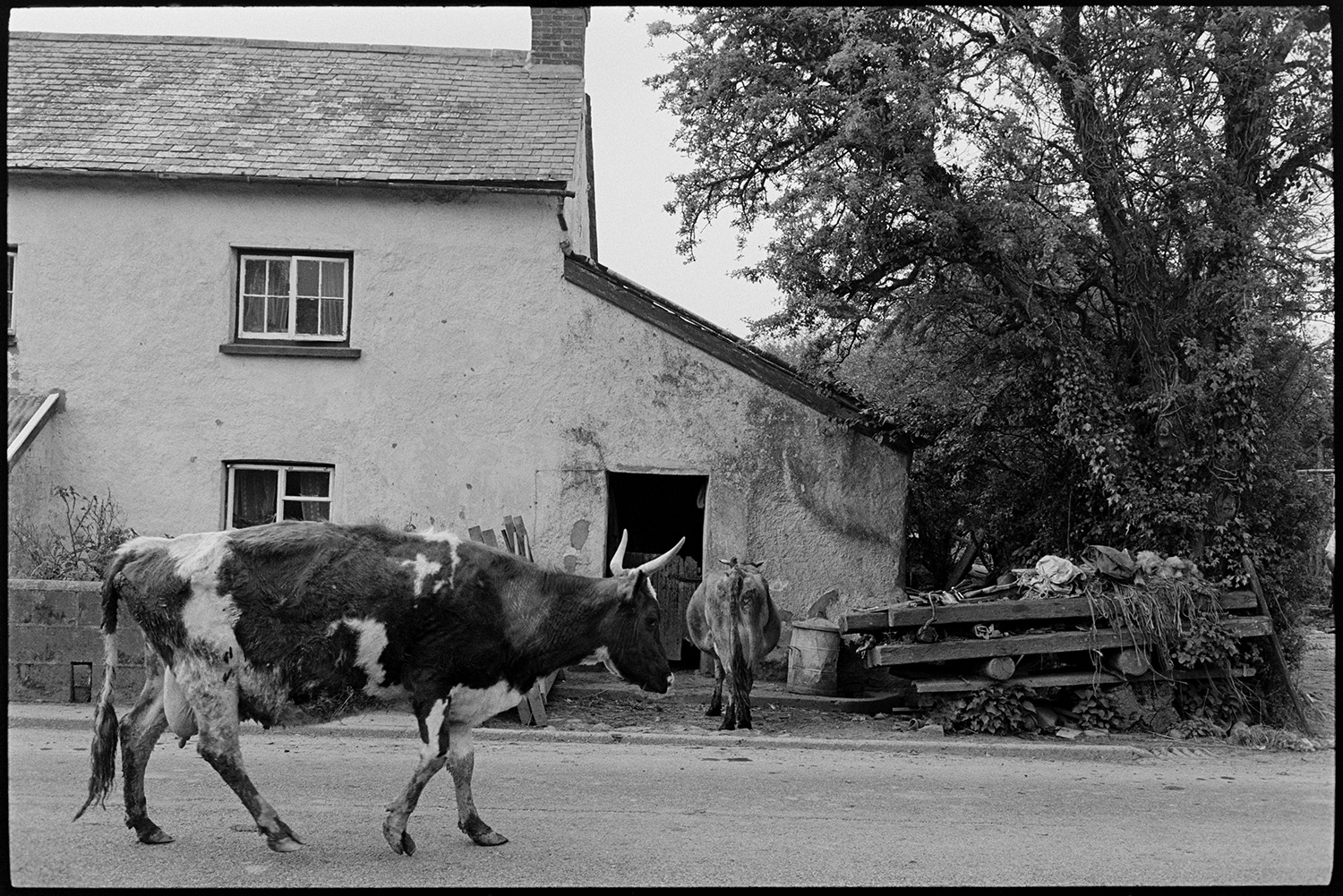 Farmer and daughter bringing in cows to be milked past farm. 
[Horned cattle coming in to be milked past the farmhouse at Cuppers Piece, Beaford.]