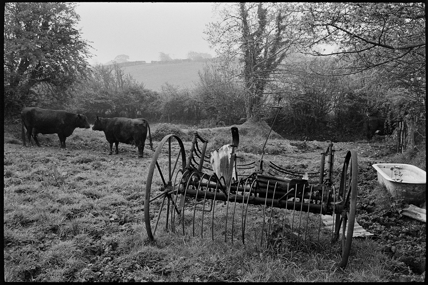 Field with Dexter cows bulling and old hayrake. 
[Two Dexter cows in a field at Hollocombe. Also in the field is an old hayrake and tin bath.]