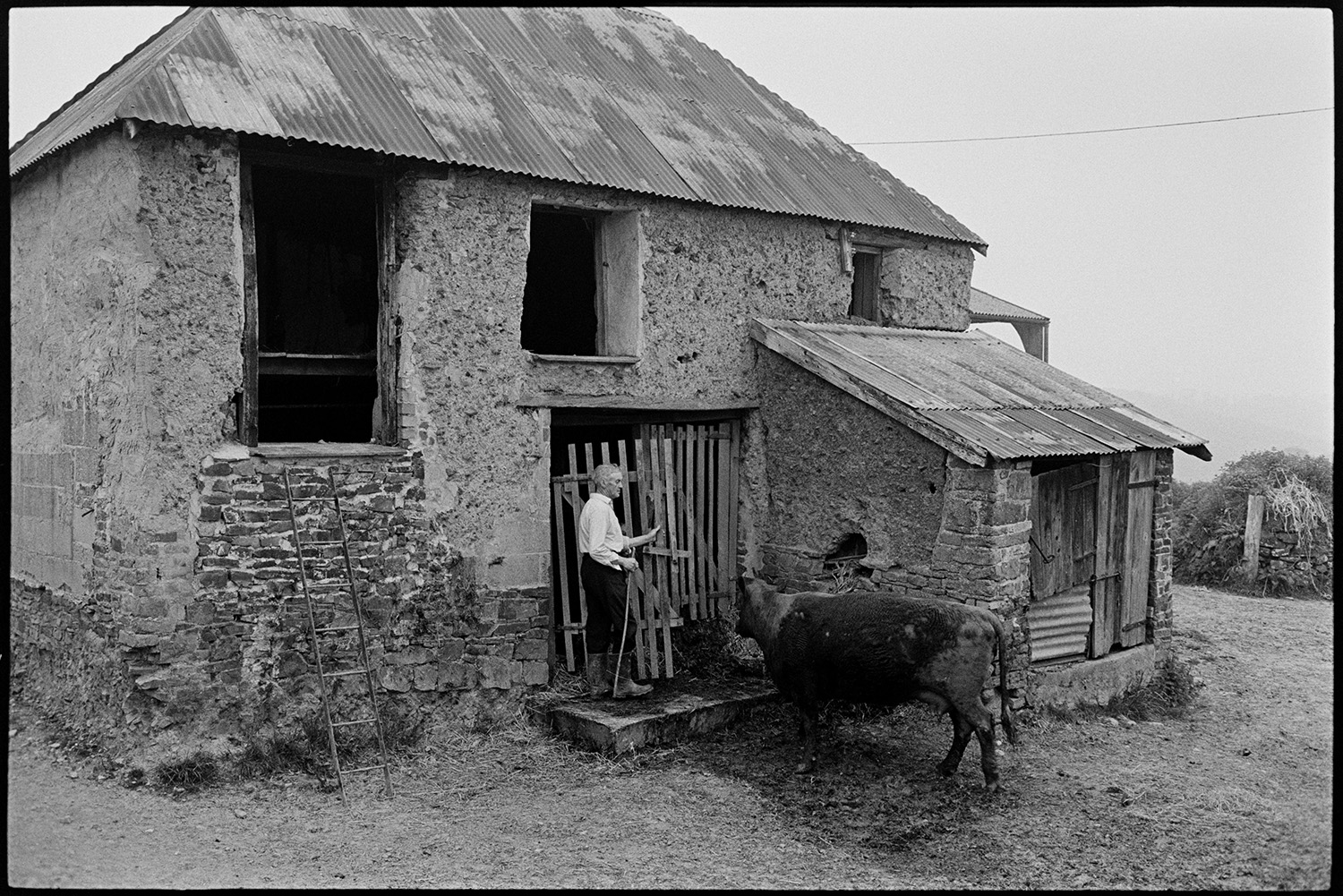 Farmer taking cows to farm, stone barns, horned cattle. 
[A man opening a wooden gate to a stone, cob and corrugated iron barn, to let a cow in, at Gosses, Hollocombe. A ladder leads up to the barn tallet.]