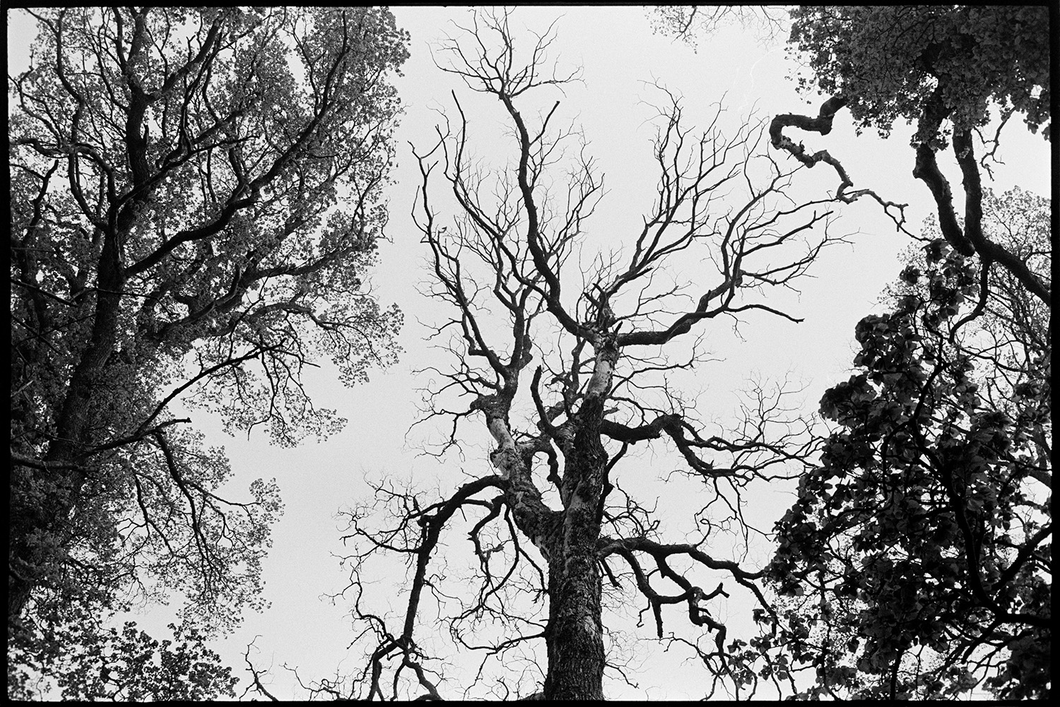 Elm trees at start of Dutch Elm disease. 
[An elm tree with Dutch Elm disease at Berry, Iddesleigh.]