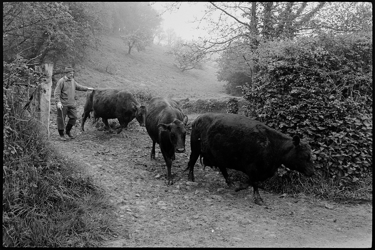Farmer taking cows to dairy to be milked (nissen hut). 
[A man herding three cows out of a field to take them to be milked at Hollocombe.]