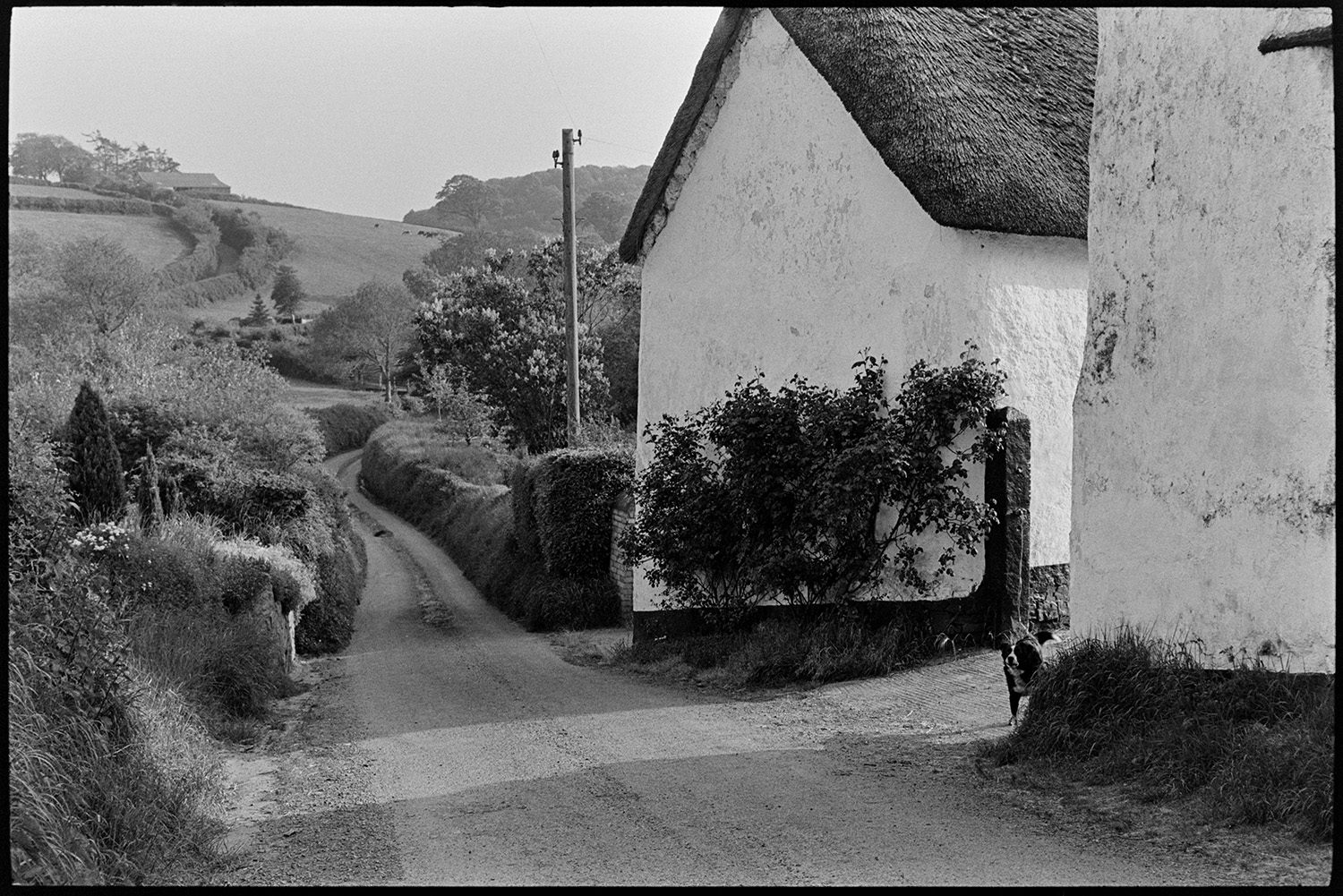 Farmer taking cows to farm. 
[A lane running past a thatched cottage at Mousehole, Iddesleigh. A dog is looking out from the entrance of the cottage. Fields, hedges and woodland can be seen in the distance.]