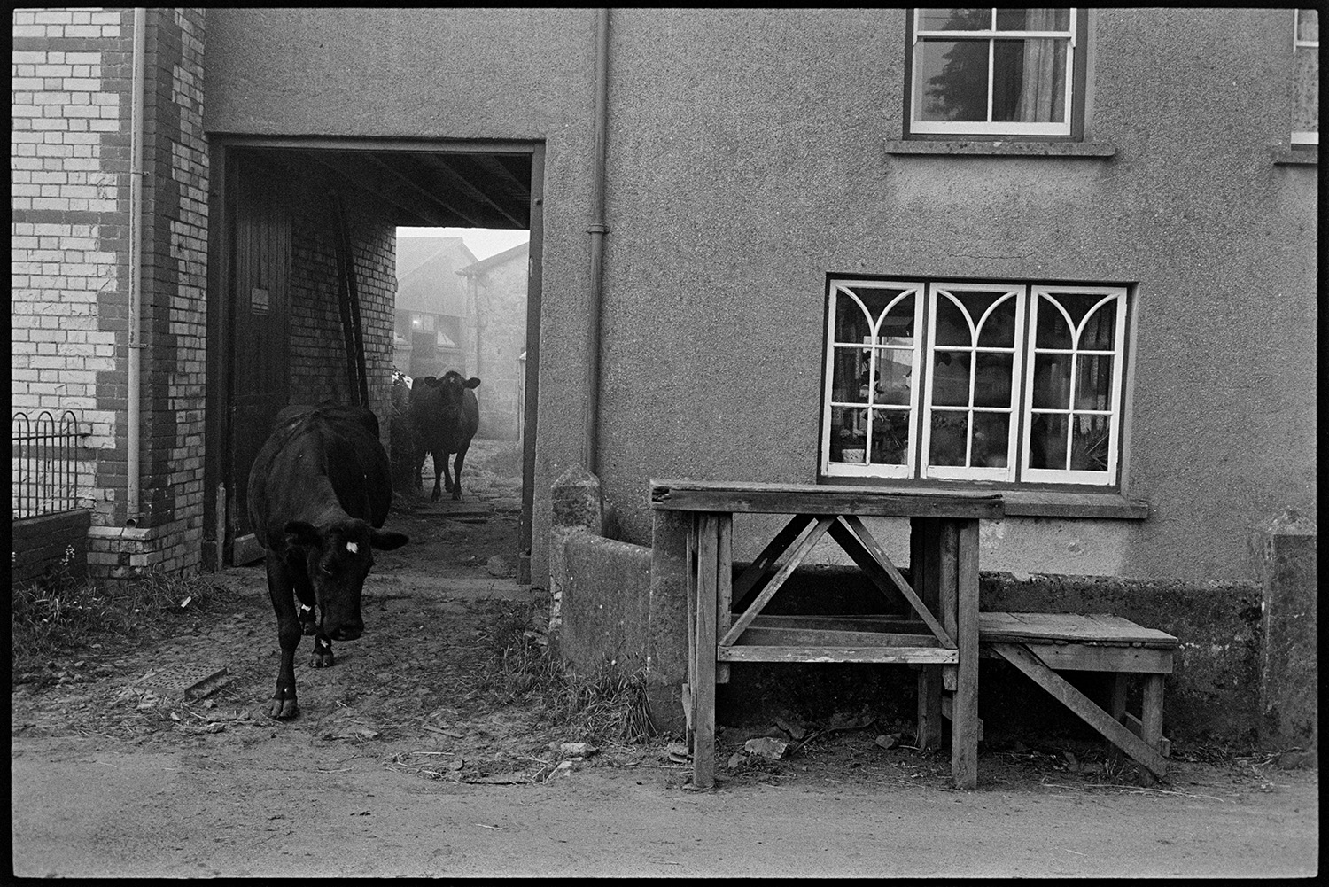Cows leaving farm past milk stand and nice window. 
[Cows walking under an archway and past a milk churn stand, by a decorative window, in East Street, Sheepwash.]