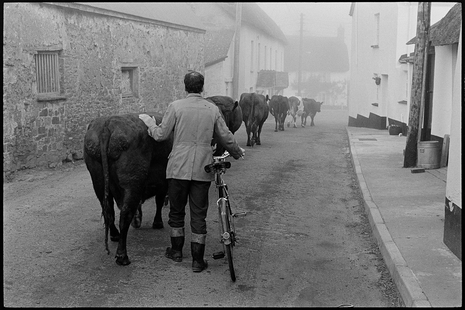 Cows going through village farmer with bicycle, mist. 
[Walter Newcombe herding cows down East Street in Sheepwash through mist. He is also pushing a bicycle.]