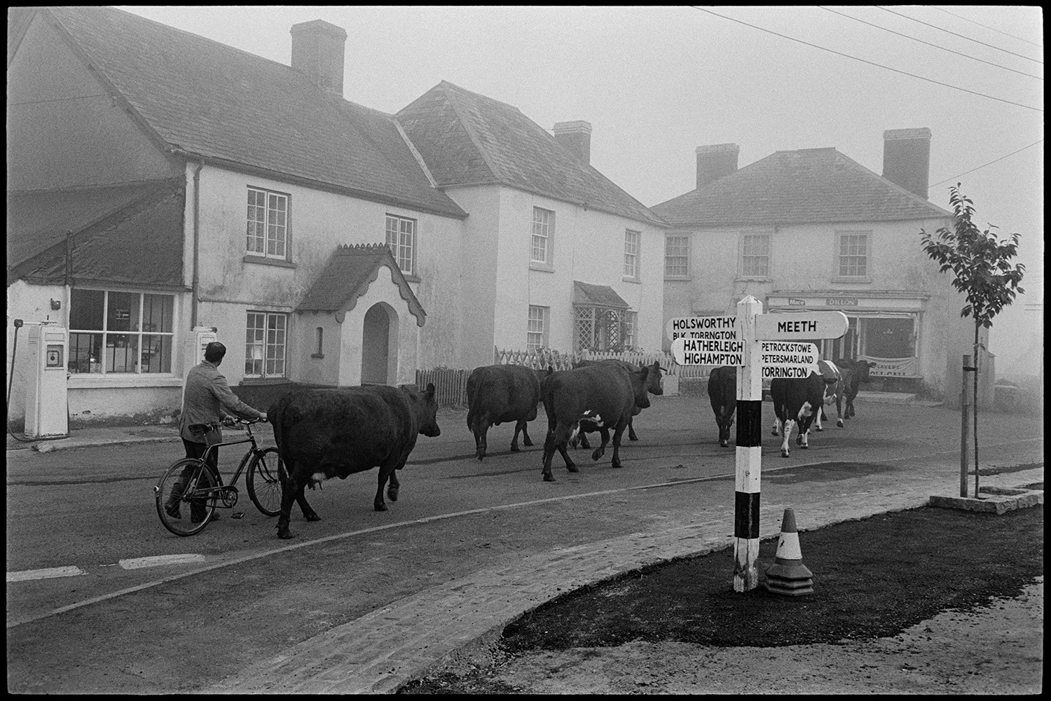 Cows going through village square past road sign and misty houses. 
[Walter Newcombe herding cows past a signpost and shop in East Street. Sheepwash. He is also pushing a bicycle.]