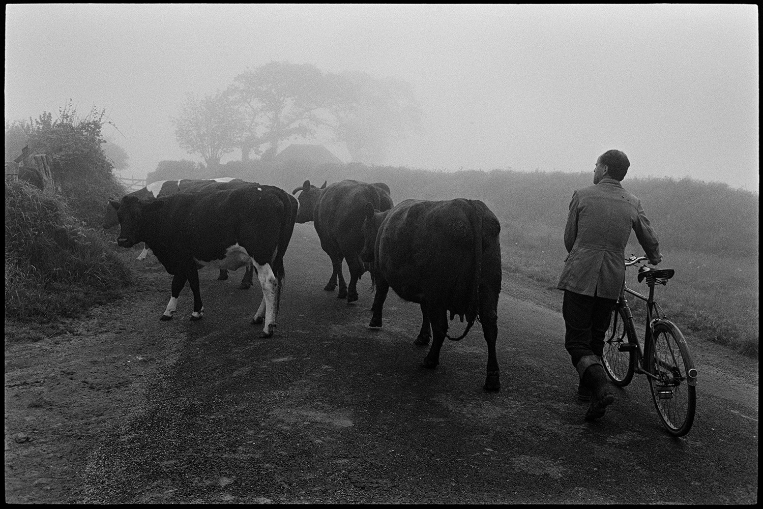 Farmer taking cows through village after milking, past cars in mist with bicycle. 
[Walter Newcombe herding cows along a misty road in Sheepwash after milking them. He is also pushing a bicycle.]