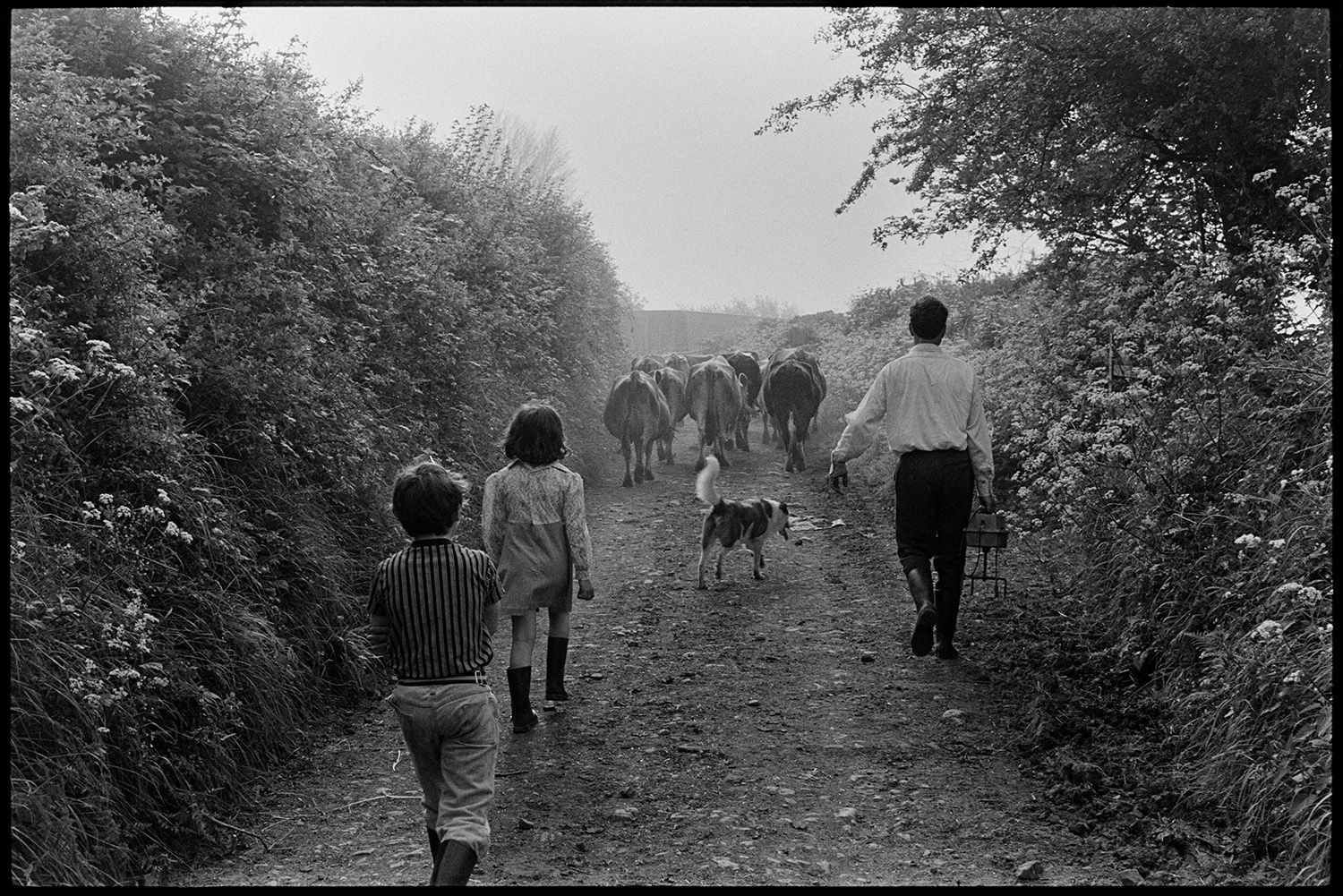Farmer and wife taking cows back to pasture past elm trees, bicycle rider helping. 
[A man and two children herding cows along a lane back to a field, at Sheepwash. A dog is with them and cow parsley is growing in the hedgerow.]
