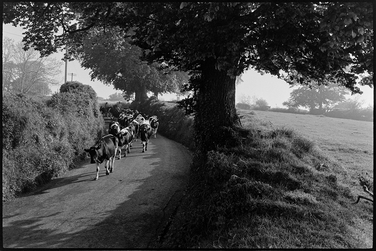 Farmer and wife taking cows back to pasture past elm trees, bicycle rider helping. 
[Cows being herded along a lane back to a field at Sheepwash. They are passing elm trees in the hedgerow.]