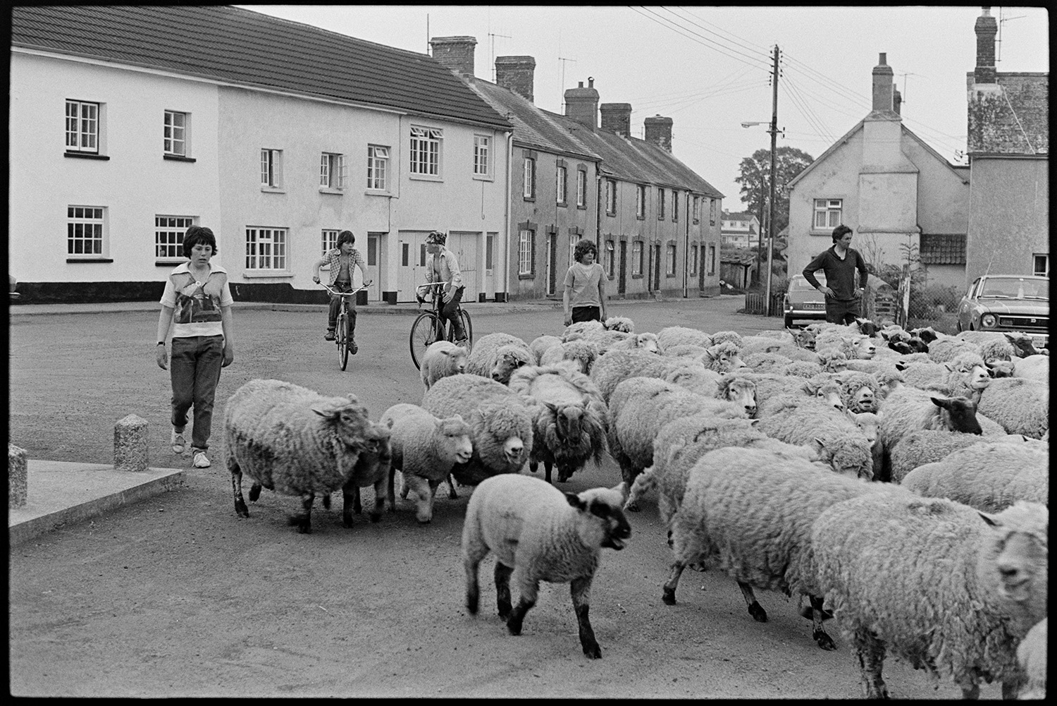Farmers taking flock of sheep through village to be weighed and sorted. 
[Four teenagers, two on bicycles, helping a man, possibly Mr Cole, herd a flock of sheep through Ashreigney to be weighed and sorted. A row of terraced houses can be seen in the background.]