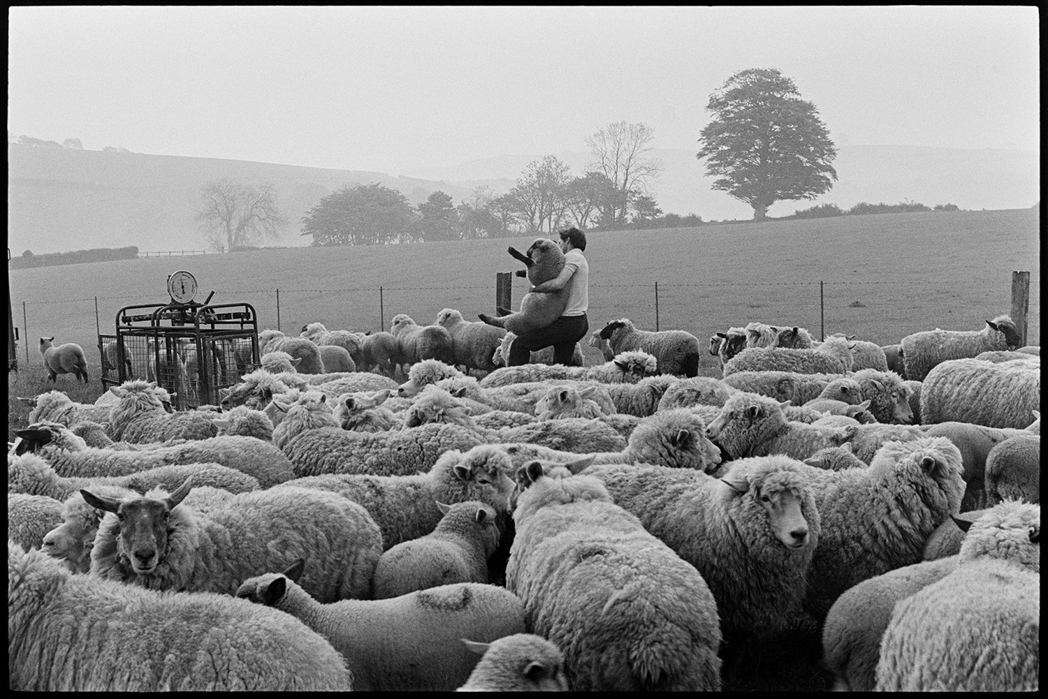 Farmers taking flock of sheep through village to be weighed and sorted. 
[Mr Cole picking up a sheep from a flock and taking it to a weighing machine in a field at Densham, Ashreigney.]