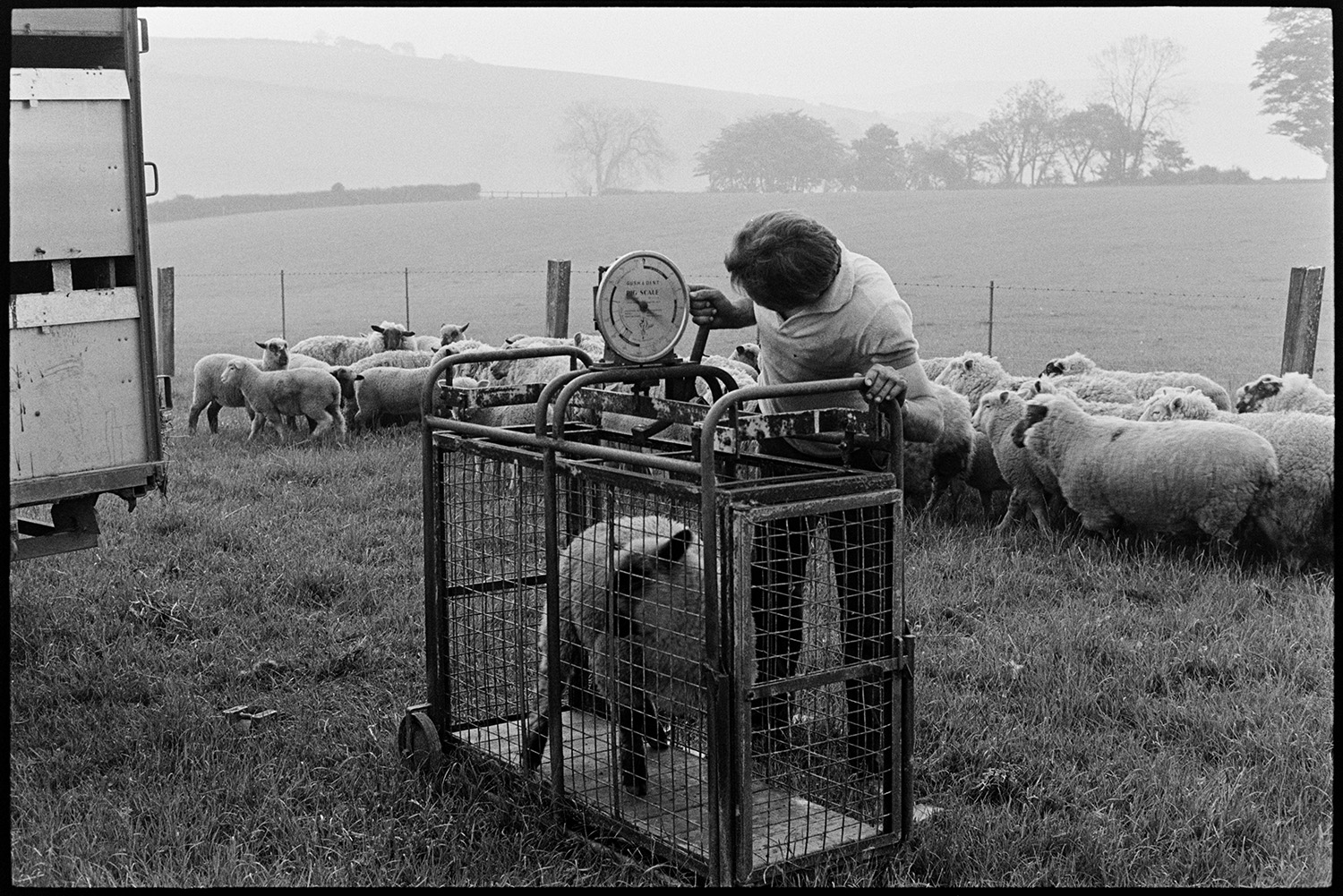 Farmers taking flock of sheep through village to be weighed and sorted. 
[Mr Cole weighing a sheep using a weighing machine in a field at Densham, Ashreigney. Other sheep are in the background by a wire fence.]