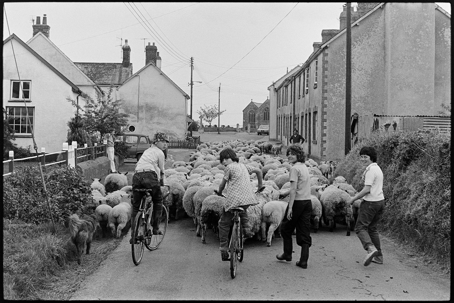 Farmers taking flock of sheep through village to be weighed and sorted. 
[Four teenagers, two on bicycles, helping a man, possibly Mr Cole, herd a flock of sheep through Ashreigney to be weighed and sorted.]