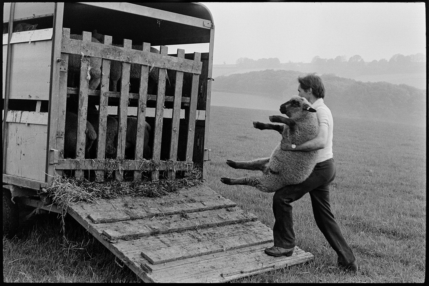Farmers weighing sheep. 
[Mr Cole carrying a sheep into a trailer, after weighing and sorting the sheep, in a field at Densham, Ashreigney.]