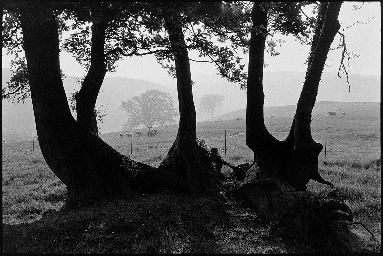 Misty landscape, tree trunks. 
[Tree trunks at the edge of a field in Densham, Ashreigney. Sheep can be seen grazing in the misty field behind the trees.]