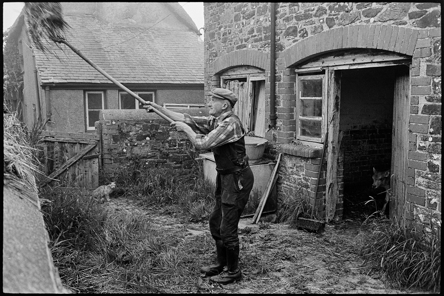 Farmer bringing in cows to be milked and clearing shed. 
[Gordon Sanders cleaning out a stone farm building at Reynards Park, Ashreigney. He is through muck onto a muck heap using a fork. A calf is looking out through the wooden doorway of the building, and a cat is sat by a gate to the yard. A brush is also propped up against the building wall.]