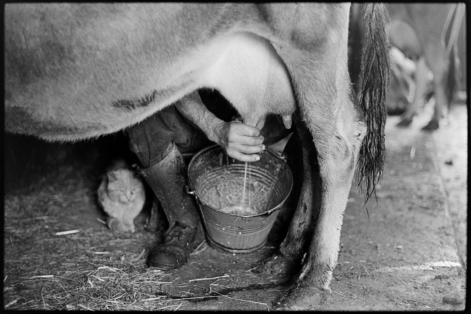 Farmer milking cow by hand and pouring milk into churn. 
[Gordon Sanders milking a cow by hand into a bucket at Reynards Park, Ashreigney. A cat is sat next to him.]