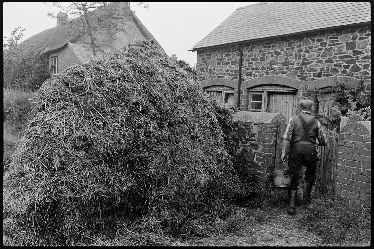 Farmer milking cow by hand and putting out churn, cow and calf. 
[Gordon Sanders walking past a muck heap to the milking parlour at Reynards Park, Ashreigney. He is carrying a bucket.]