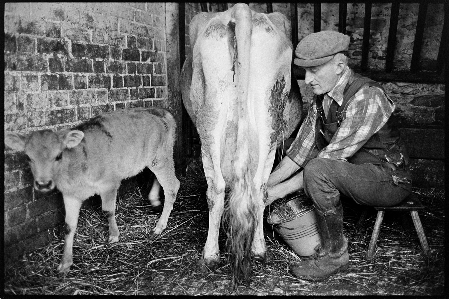 Farmer milking cow by hand and putting out churn, cow and calf. 
[Gordon Sanders milking a cow by hand in a brick barn or milking parlour at Reynards Park, Ashreigney. He is sat on a milking stool and a calf is stood by the cow.]