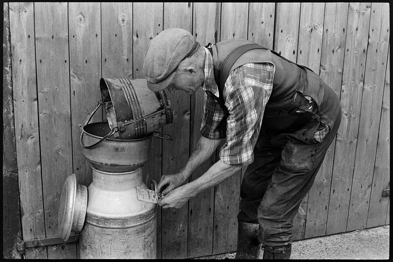 Farmer milking cow by hand and putting out churn, cow and calf. 
[Gordon Sanders tying a label to a milk churn at Reynards Park, Ashreigney. A bucket is resting on top of the churn.]