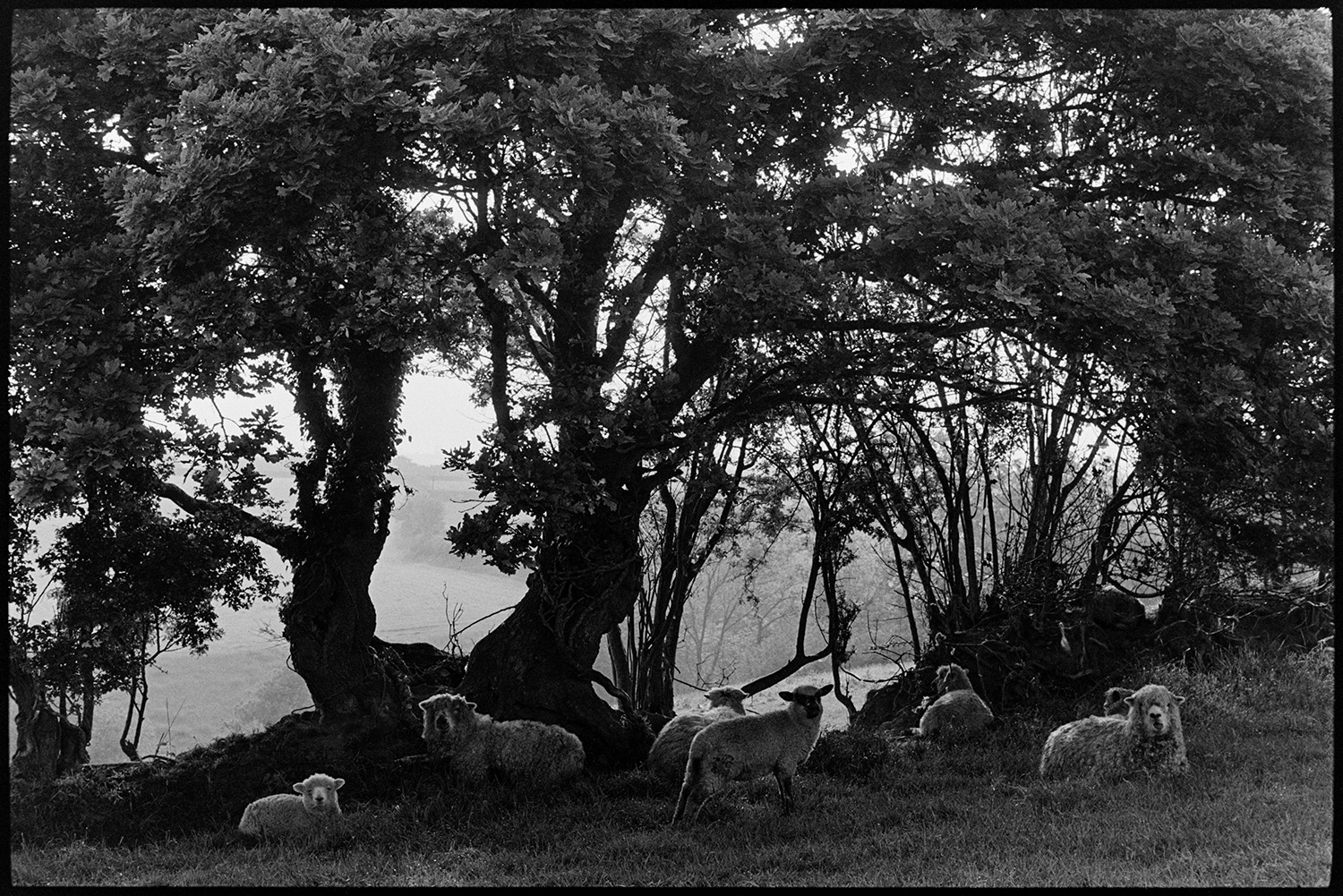 Sheep cooling under hedge in early morning, hot weather. 
[Sheep lying down in the shade of a hedge in a field in the early morning at Millhams, Dolton.]