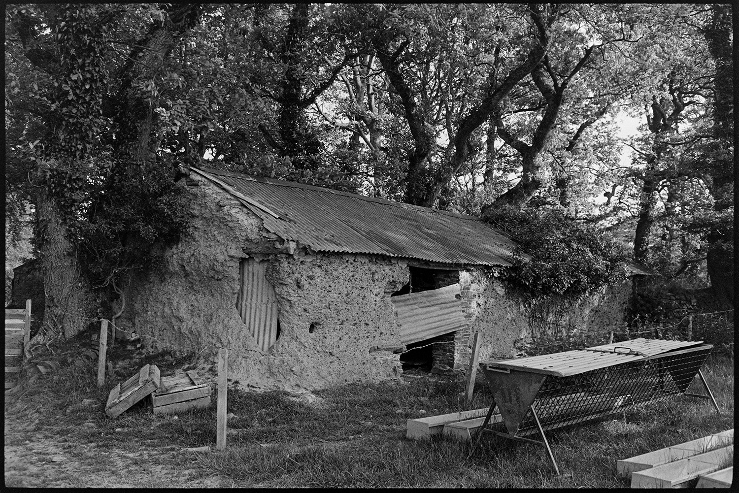 Old cob barn crumbling. 
[A collapsing cob barn with a corrugated iron roof, surrounded by trees. A hay rack is on the grass in front of the barn.]