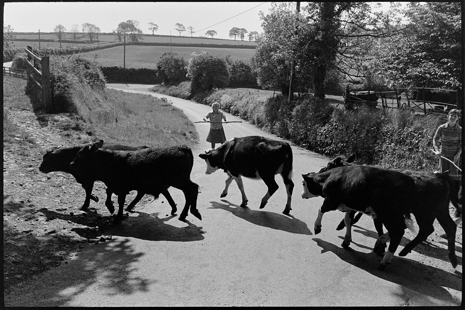 Calves being let out for the first time into orchard. 
[Calves crossing a road to go out for the first time into an orchard at Lower Langham, Dolton. May Pugsley is standing in the road holding a stick to stop the calves running down the road.]