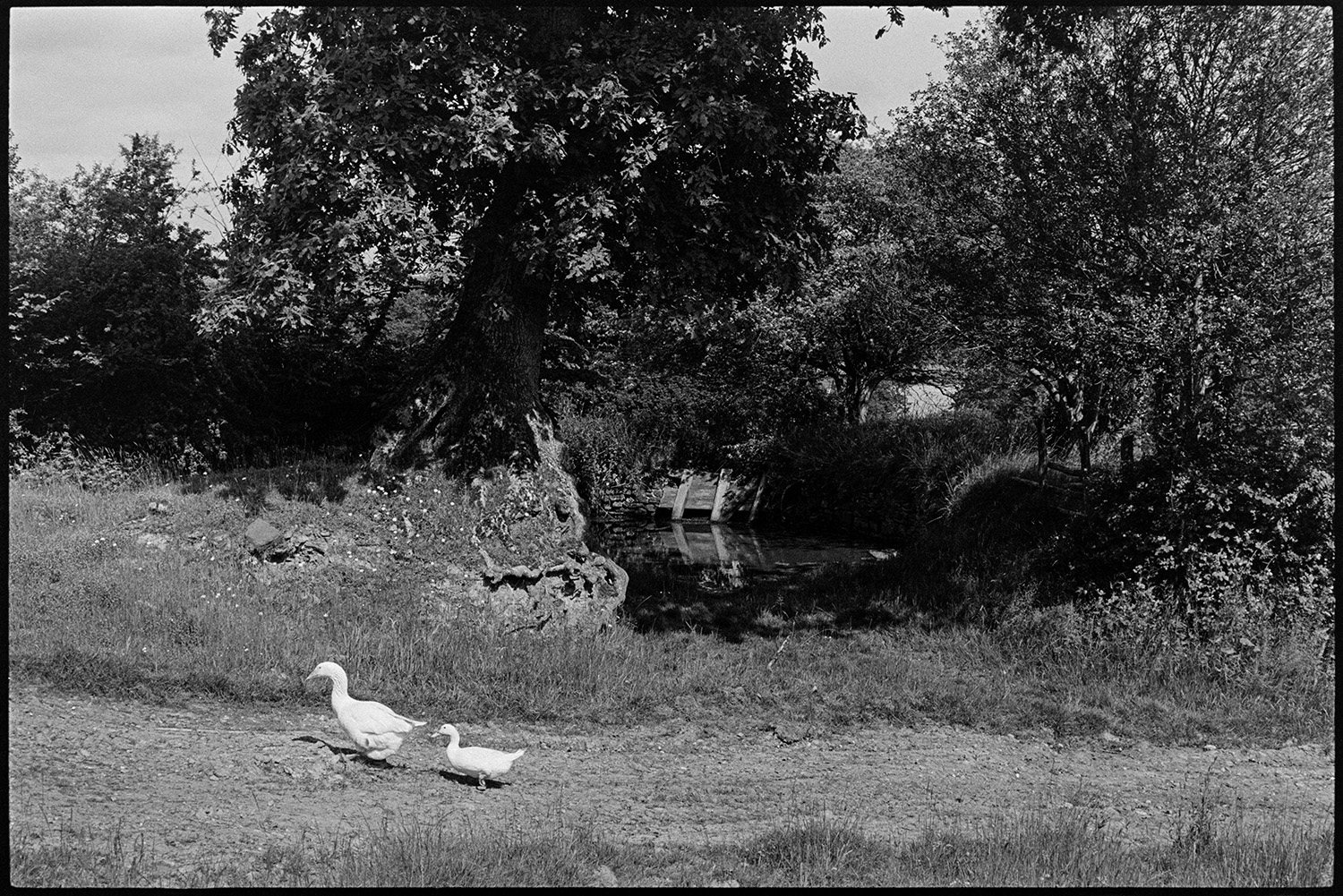 Ducks and pond, old hedge. 
[Two ducks walking by a pond and hedgerow near Bridge Reeve, Chulmleigh.]