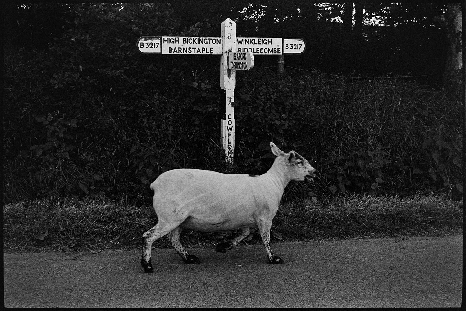 Sheep and sign post. 
[A sheep, which has ben sheared, walking along a road past a sign post at Cowflop Cross, Dolton.]