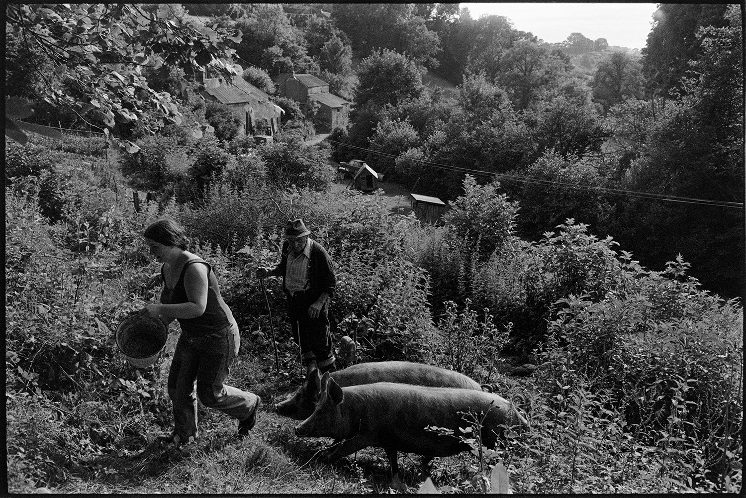 Feeding pigs and checking fences. 
[Archie Parkhouse and a woman feeding pigs in an overgrown area at Millhams, Dolton. Archie is smoking a pipe. Woodland and cottages are visible in the valley in the background.]