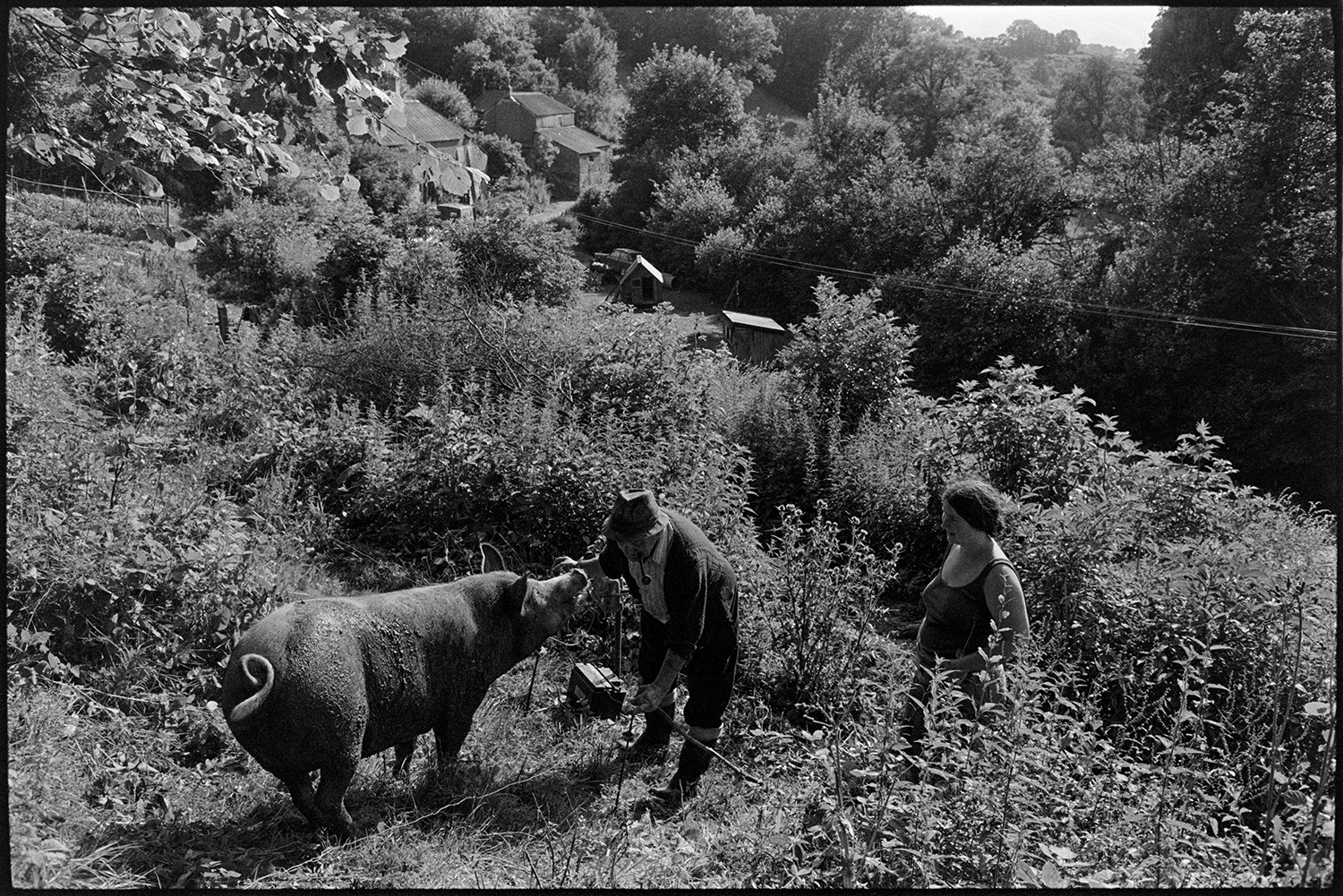 Feeding pigs and checking fences. 
[Archie Parkhouse and a woman checking an electric fence to keep a pig in an overgrown area, at Millhams, Dolton. Archie is smoking a pipe. Woodland and cottages are visible in the valley in the background.]