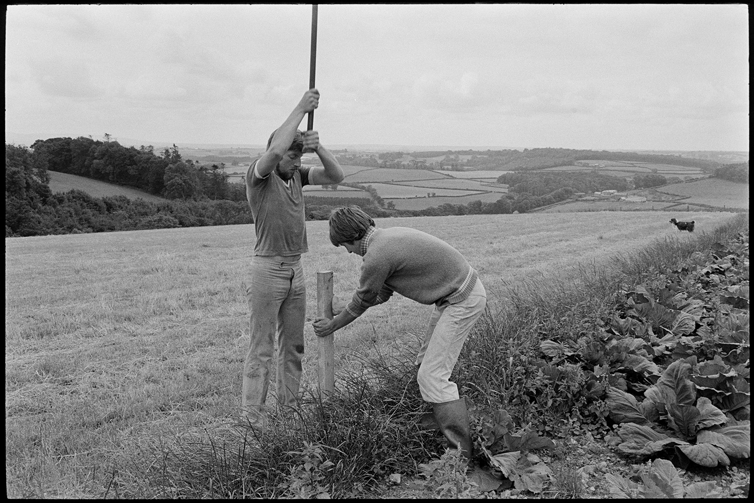 Two farmers hammering fencing post. 
[Two men, one of which is Simon Berry, hammering in a fence post by a field at South Harepath, Beaford. A dog is visible in the field and a landscape of fields, trees and hedges can be seen in the background.]