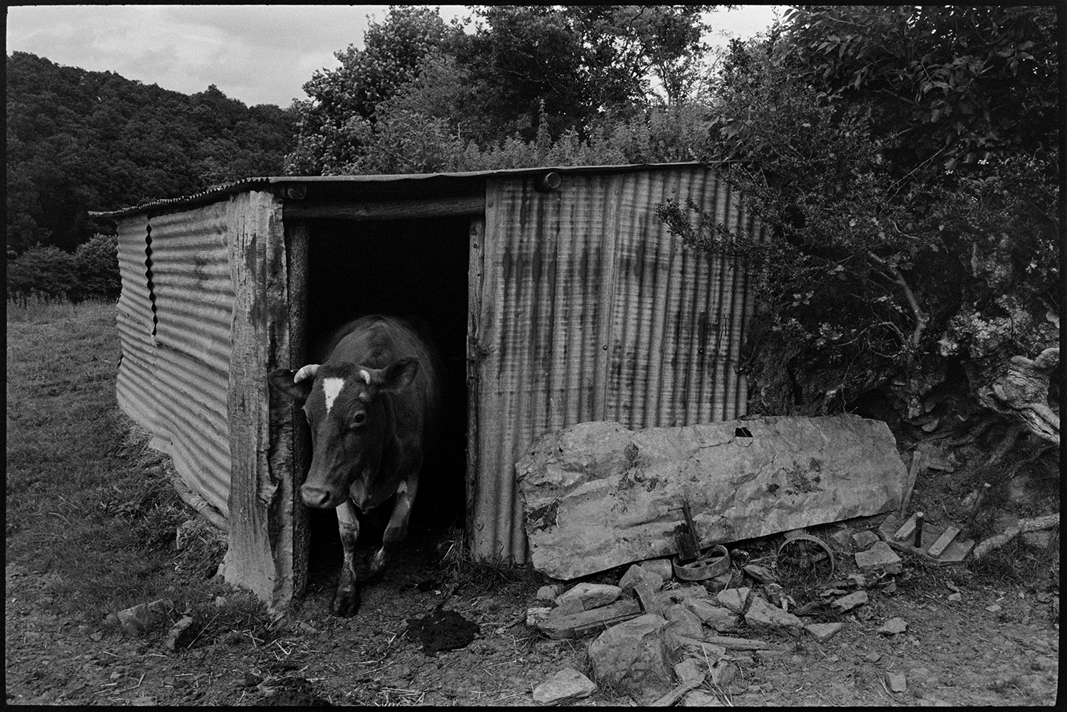 Front of house, cow and shed. 
[A horned cow coming out of a corrugated iron shed in a field at Millhams, Dolton.]