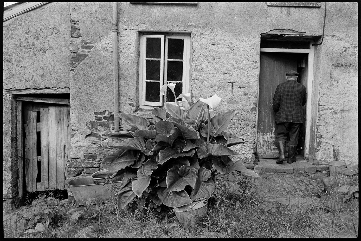 Front of house, cow and shed. 
[Ivor Brock going into his house at Millhams, Dolton. A large lily is growing outside the front of the house by an old tin bath.]