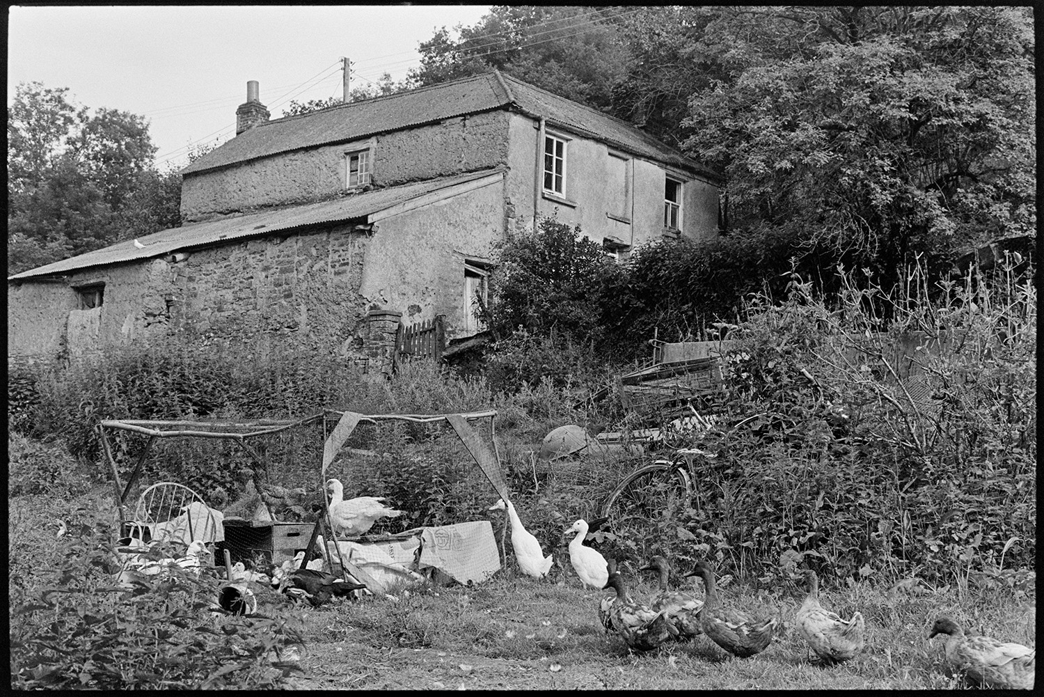 House with messy yard and ducks. 
[An overgrown field with various paraphernalia including an old bicycle wheel, wooden drawers and a small enclosure at Millhams, Dolton. Ducks are in the foreground and a house can be seen in the background.]