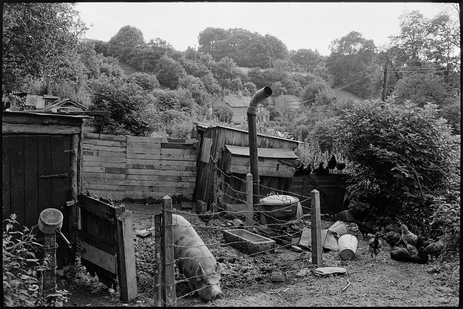 House with messy yard and ducks. 
[A pig in a muddy pigsty with a stone trough at Millhams, Dolton. A wooden shed and chickens are by the pigsty and cottages can be seen in the wooded valley in the background.]